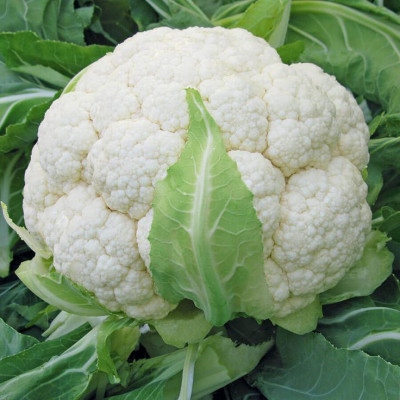 காலிஃபிளவர் / KaaliFlower - Cauliflower